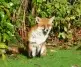Moor Lane Foxes, Jan 2014