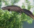 Great Crested Newt Ponds ? Site visit